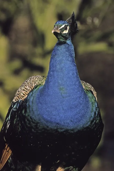 Framed Print : Peacock Print - Vibrant Plumage Framed Print : Peacock Print - Vibrant Plumage