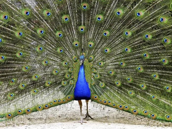 Framed Print : Peacock Print - Vibrant Plumage Framed Print : Peacock Print - Vibrant Plumage