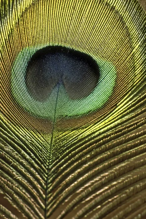 Framed Print : Peacock Feather Print Framed Print : Peacock Feather Print