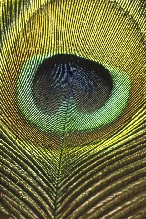 Framed Print : Peacock Feather Print Framed Print : Peacock Feather Print