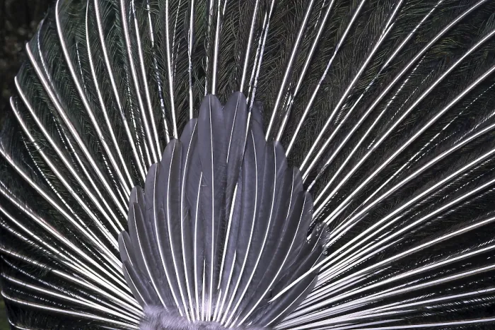 Framed Print : Peacock Feathers Print (From Behind) Framed Print : Peacock Feathers Print (From Behind)