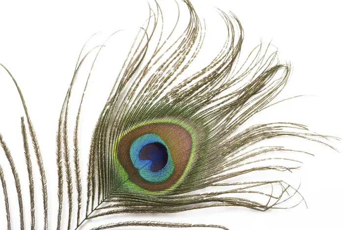 Framed Print : Peacock Plume Close Up Print Framed Print : Peacock Plume Close Up Print