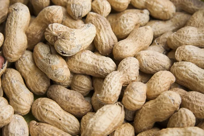 Framed Print : Peanuts or Groundnuts (Arachis hypogaea) Print Framed Print : Peanuts or Groundnuts (Arachis hypogaea) Print