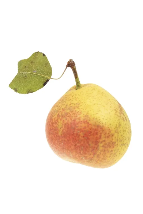 Framed Print : Print of Pear by Claude Monet Framed Print : Print of Pear by Claude Monet
