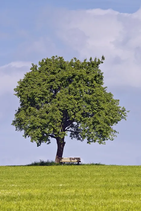 Framed Print : Pyrus sp. Tree and Bench Print, Germany Framed Print : Pyrus sp. Tree and Bench Print, Germany