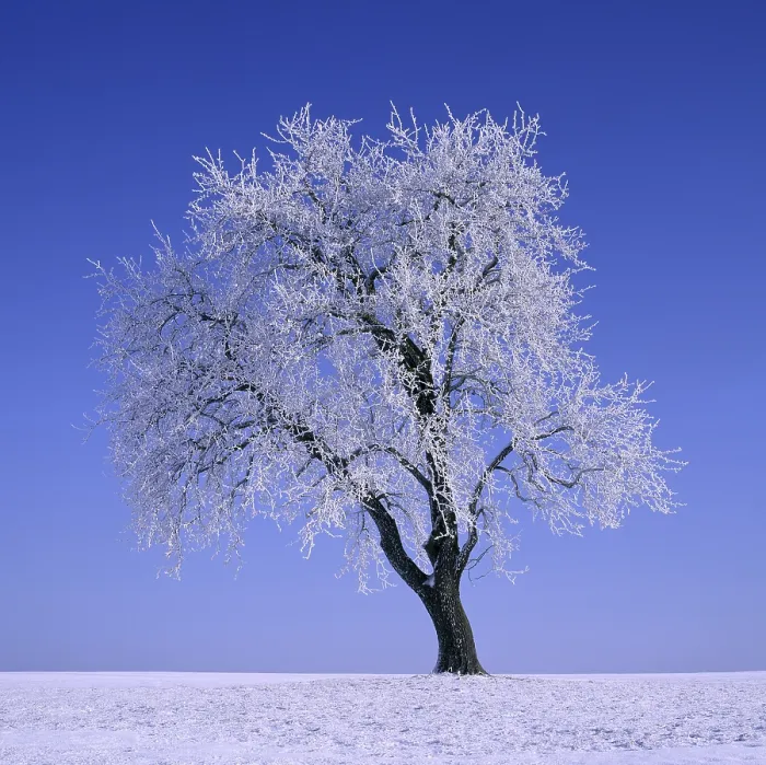 Framed Print : Pear Tree in Winter Print Framed Print : Pear Tree in Winter Print