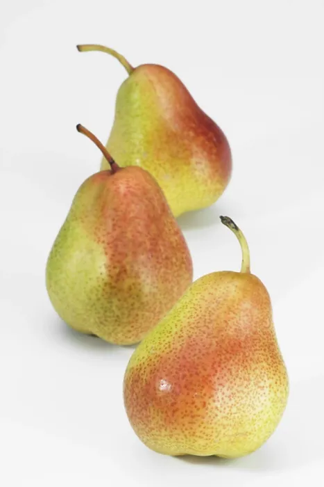 Framed Print : Pears Print by Camille Pissarro Framed Print : Pears Print by Camille Pissarro