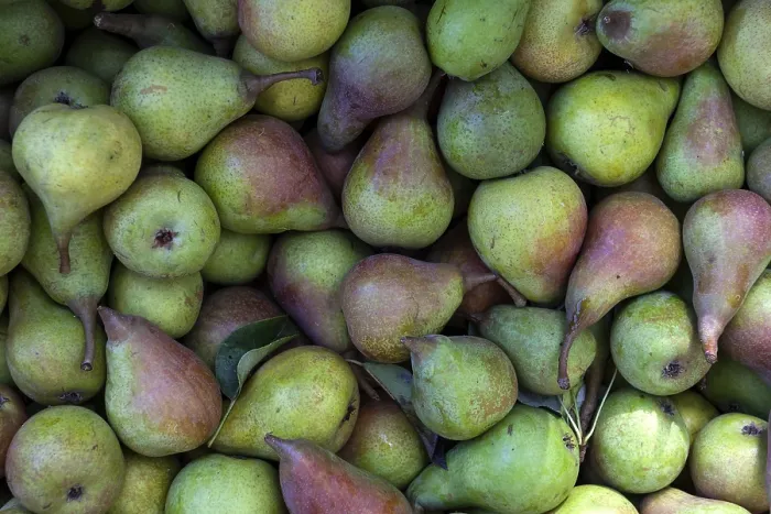 Framed Print : Pears (Pyrus) Print Framed Print : Pears (Pyrus) Print