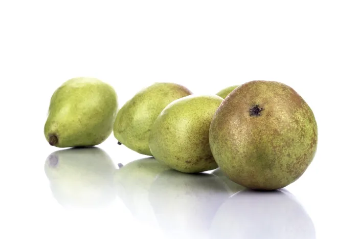 Framed Print : Pears (Pyrus) Print