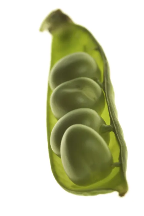 Framed Print : Peas Print by ImageBROKER Framed Print : Peas Print by ImageBROKER