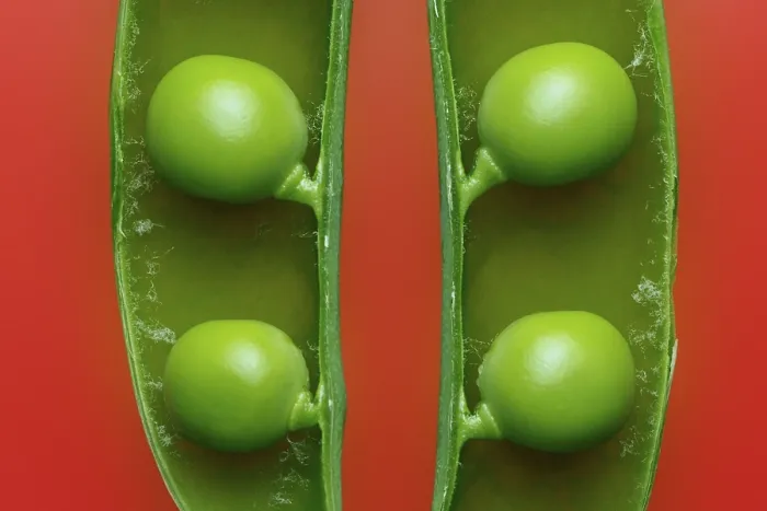Framed Print : Peas in a Pod Print - A Delicate Botanical Still Life Framed Print : Peas in a Pod Print - A Delicate Botanical Still Life