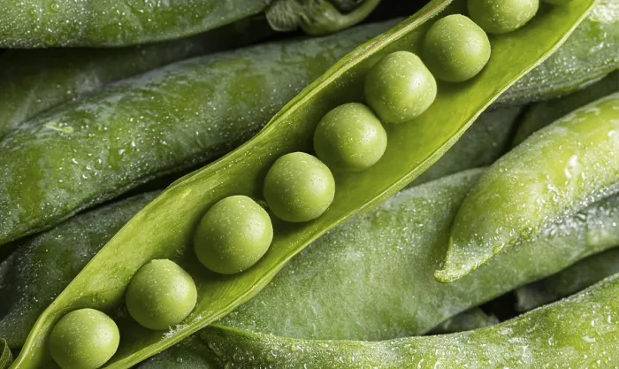 Framed Print : Peas Pod Top View Print Framed Print : Peas Pod Top View Print