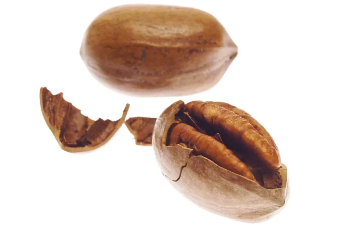 Framed Print : Pecan Nuts Print Framed Print : Pecan Nuts Print