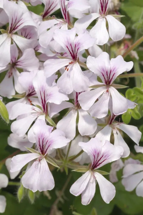 Framed Print : Pelargonium Print - Close-up of Flowers Framed Print : Pelargonium Print - Close-up of Flowers