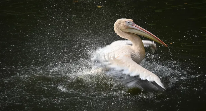 Framed Print : A Pelican in Flight Print: Nature's Elegant Movement Framed Print : A Pelican in Flight Print: Nature's Elegant Movement