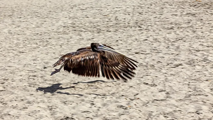 Framed Print : Brown Pelican in Flight Print over Paracas Beach, Peru Framed Print : Brown Pelican in Flight Print over Paracas Beach, Peru