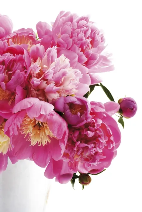 Framed Print : Peonies Print - Vibrant Floral Bloom