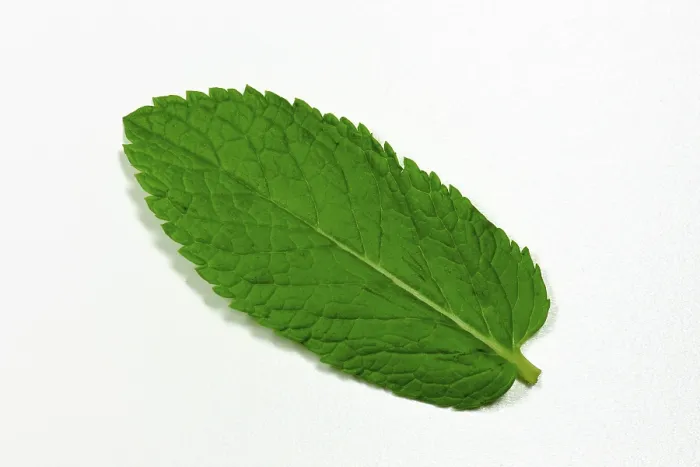 Framed Print : Peppermint Leaf Print Framed Print : Peppermint Leaf Print