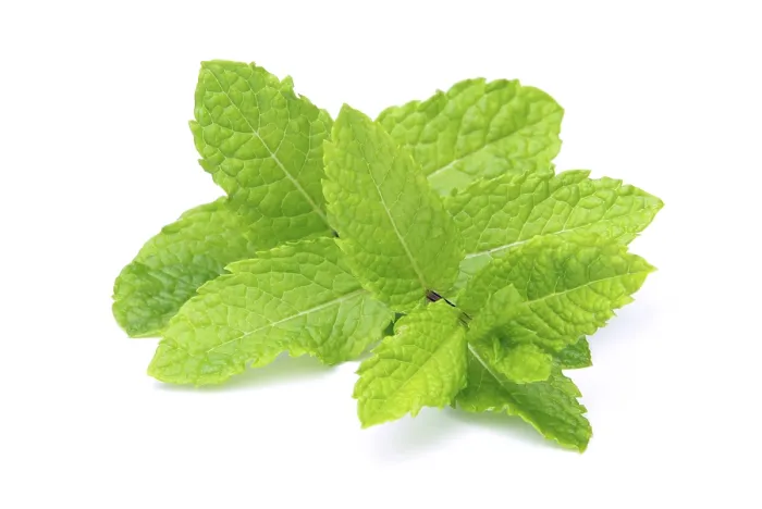 Framed Print : Peppermint Print by imageBROKER Framed Print : Peppermint Print by imageBROKER