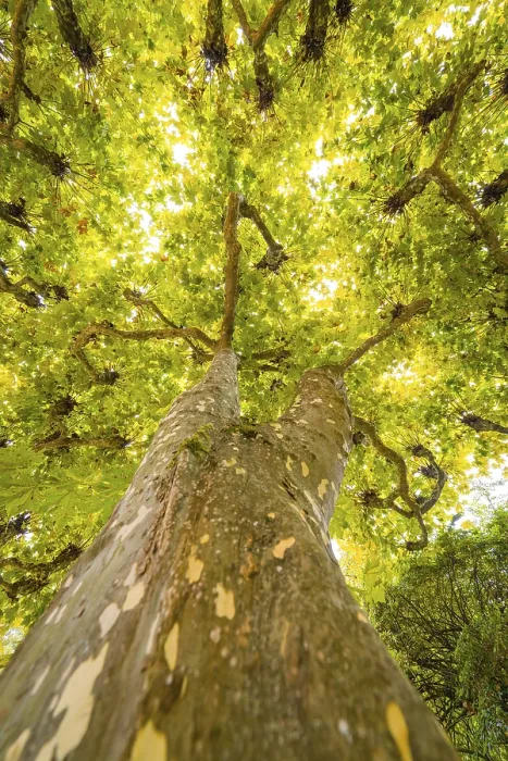 Framed Print : Perspective from below Print of Mainau Tree, Lake Constance Germany