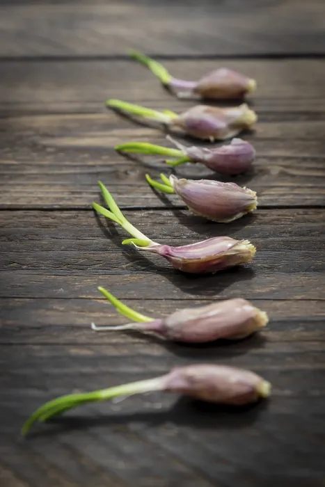 Framed Print : Perspective View of Sprouted Garlic Print Framed Print : Perspective View of Sprouted Garlic Print