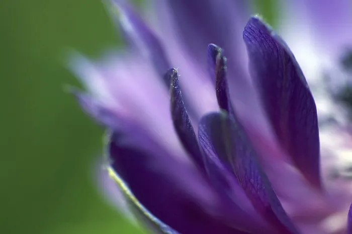 Framed Print : Petals Petals Print by ImageBROKER Framed Print : Petals Petals Print by ImageBROKER