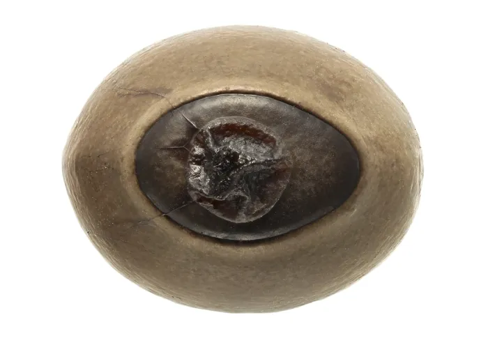 Framed Print : Phasmatodea's Egg Print, Phryganistria heusii, 5.8 mm Framed Print : Phasmatodea's Egg Print, Phryganistria heusii, 5.8 mm