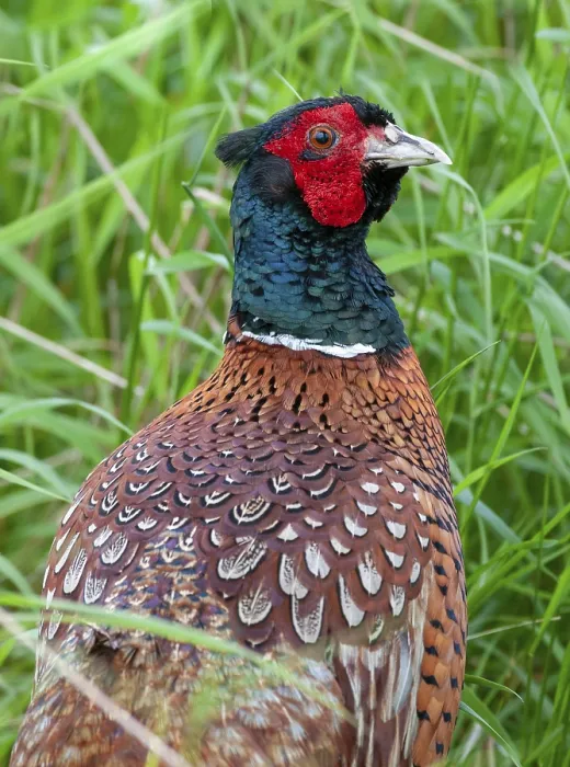 Framed Print : Print of Pheasant, Phasianus colchicus, in Sweden Framed Print : Print of Pheasant, Phasianus colchicus, in Sweden