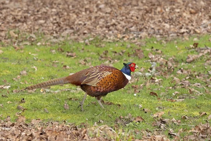 Framed Print : Pheasant Print, Batsford Arboretum, Cotswolds, England Framed Print : Pheasant Print, Batsford Arboretum, Cotswolds, England