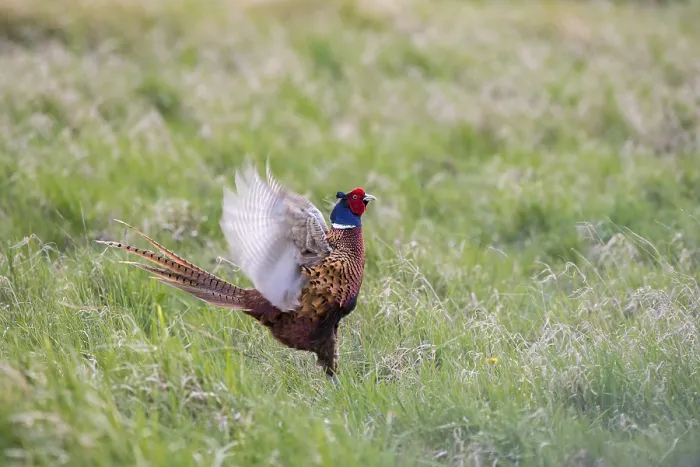 Framed Print : Pheasant Print - Courtship Display in Austrian Meadow Framed Print : Pheasant Print - Courtship Display in Austrian Meadow