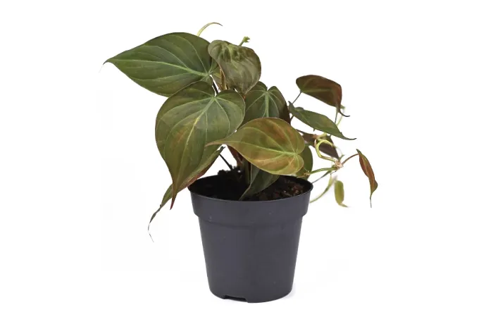 Framed Print : Philodendron Hederaceum Micans Print Framed Print : Philodendron Hederaceum Micans Print
