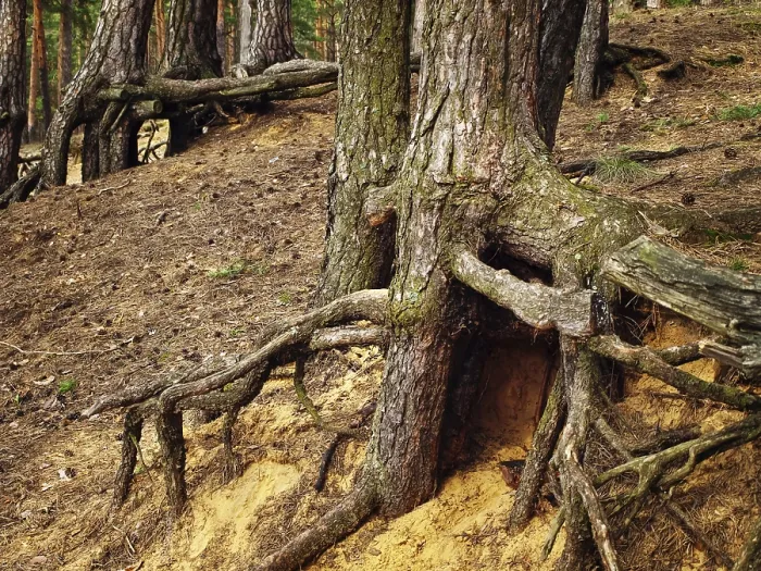 Framed Print : Tree Roots in Forest Print Framed Print : Tree Roots in Forest Print