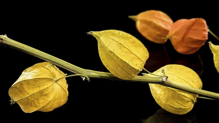 Framed Print : Physalis Print on Black Background Framed Print : Physalis Print on Black Background