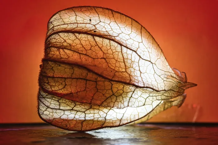 Framed Print : Physalis Print: Vitamin C Rich Fruit Framed Print : Physalis Print: Vitamin C Rich Fruit