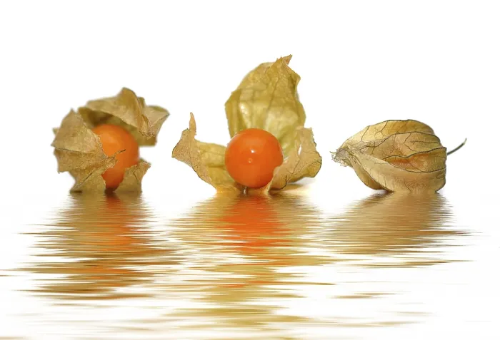 Framed Print : Three Physalis (Physalis) Print Framed Print : Three Physalis (Physalis) Print