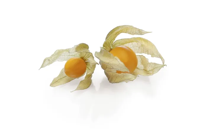 Framed Print : Two Physalis with Shadow Print Framed Print : Two Physalis with Shadow Print