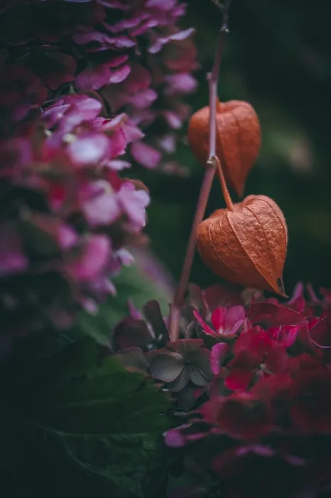 Framed Print : Physalis in Pink Hydrangea Bloom Print, Ruhr Area, Germany Framed Print : Physalis in Pink Hydrangea Bloom Print, Ruhr Area, Germany