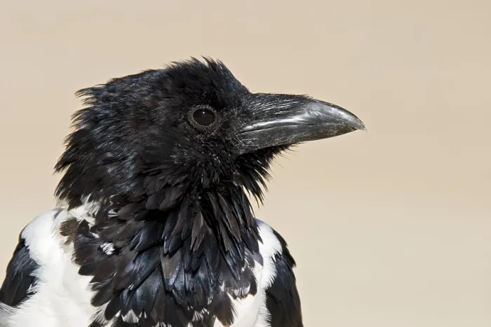 Framed Print : Pied Crow Print, Namibia Framed Print : Pied Crow Print, Namibia