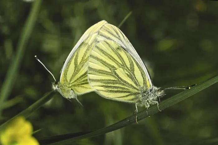 Framed Print : Pieris napi Rapeseed White Butterfly Print Framed Print : Pieris napi Rapeseed White Butterfly Print