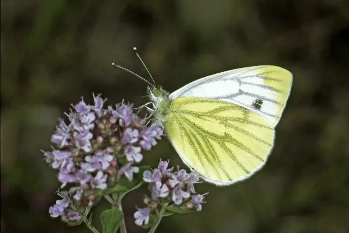Framed Print : Pieris napi Print, Rapeseed White Butterfly Framed Print : Pieris napi Print, Rapeseed White Butterfly