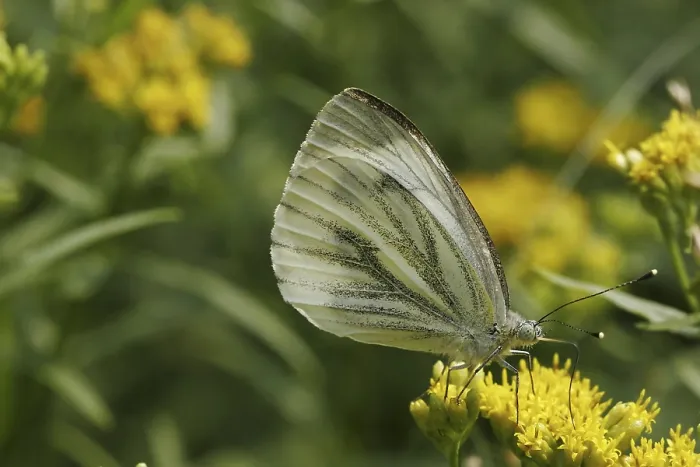 Framed Print : Pieris napi Print, Rapeseed White Butterfly Framed Print : Pieris napi Print, Rapeseed White Butterfly