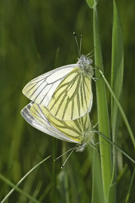 Framed Print : Pieris napi Print - Rapeseed White Butterfly Framed Print : Pieris napi Print - Rapeseed White Butterfly