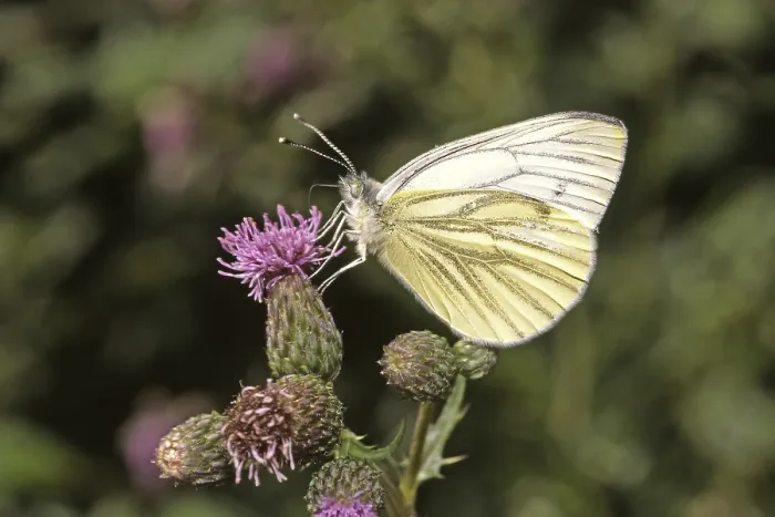 Framed Print : Pieris napi Print - Rapeseed White Butterfly Framed Print : Pieris napi Print - Rapeseed White Butterfly