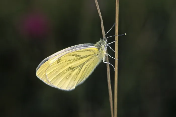 Framed Print : Pieris napi Rapeseed White Butterfly Print Framed Print : Pieris napi Rapeseed White Butterfly Print