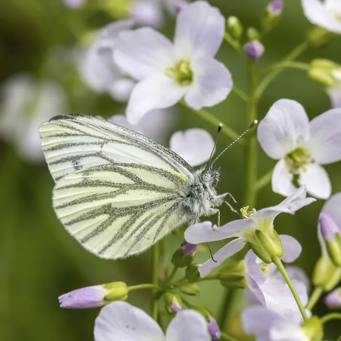 Framed Print : Pieris napi Print on Cardamines pratensis flower Framed Print : Pieris napi Print on Cardamines pratensis flower
