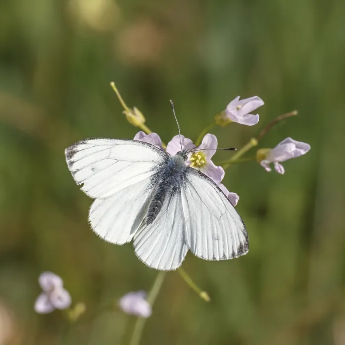 Framed Print : Green-veined White Butterfly Print Framed Print : Green-veined White Butterfly Print