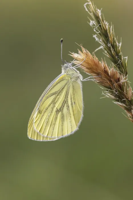 Framed Print : Green-veined White Butterfly Print (2nd Generation) Framed Print : Green-veined White Butterfly Print (2nd Generation)
