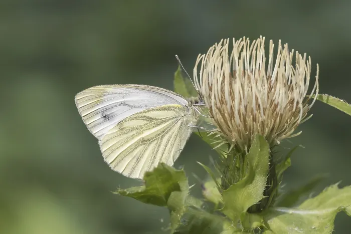 Framed Print : Pieris napi Print - Green-veined White Butterfly Framed Print : Pieris napi Print - Green-veined White Butterfly