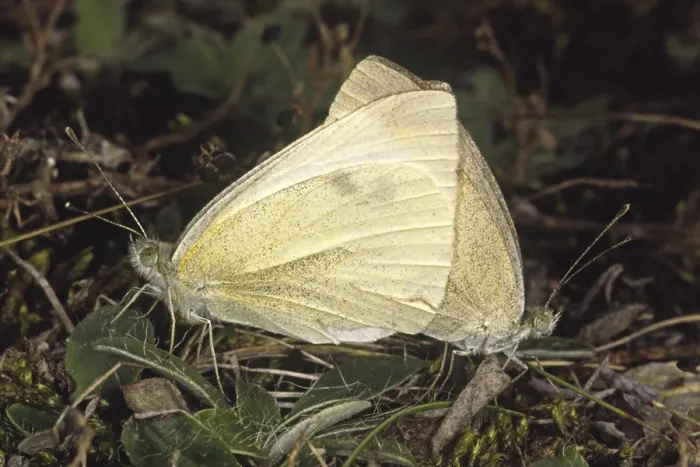 Framed Print : Pieris rapae Print, Small White Butterfly Mating Framed Print : Pieris rapae Print, Small White Butterfly Mating