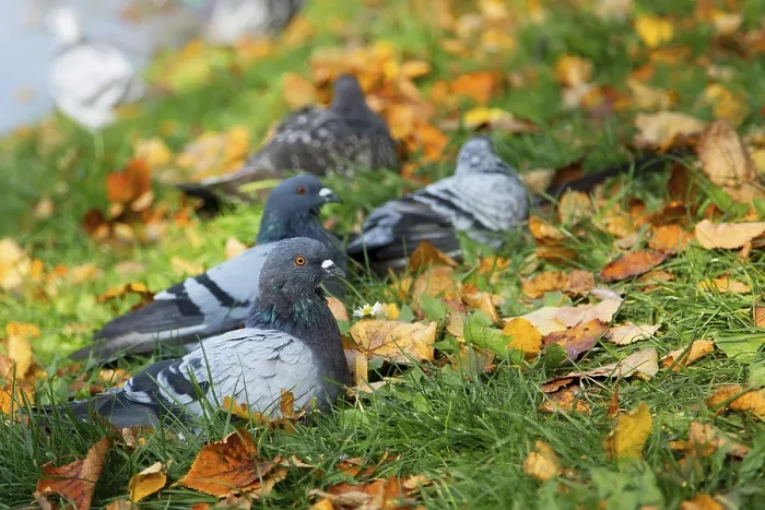Framed Print : Pigeons in a clearing in the grass Print Framed Print : Pigeons in a clearing in the grass Print